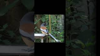 Rufous Treepie [upl. by Lynnell]