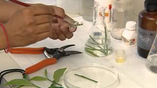 PLANT TISSUE CULTURE CSIR [upl. by Maroney]