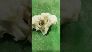 What are the pincher bugs in cauliflowerbugs [upl. by Layla]