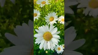 Oxeye Daisy plant whiteflowers mulburry abp Ananda  garden [upl. by Ninahs]