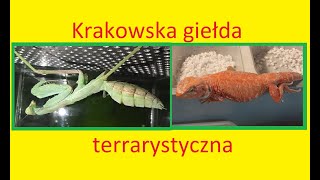 03 krakowska giełda terrarystyczna nowe zwierzątko i przeprowadzka modliszki [upl. by Geminian]