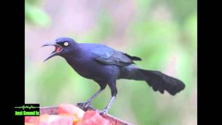 grackle sound [upl. by Enyaz286]