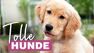 Beste Familienhunde Diese Hunderassen sind besonders geeignet [upl. by Nada]