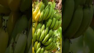 Organic nonorganic Bananagardening subscribetomychannel [upl. by Leilani]