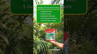 The Best Fertilizer for Areca PalmEasy Areca Palm Care Tips with Casa De Amor Areca Palm Fertilizer [upl. by Sirac323]