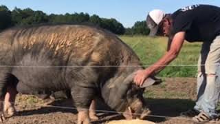 Huge Berkshire boar hog  Raising Pigs On Pasture [upl. by Aivizt600]