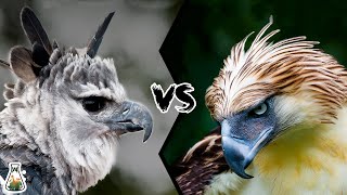 HARPY EAGLE VS PHILIPPINE EAGLE  Who is the king of the eagles [upl. by Oiligriv]