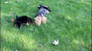 Welsh Terrier puppies playingLillys [upl. by Llerrej60]