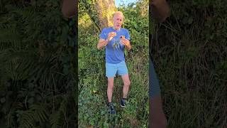 Polypody fern polypodium nativeplants gardening herbs foraging permaculture explore ideas [upl. by Singband]