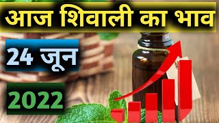 Mentha oil Rate today आज शिवाली का भाव पिपरमेंट का भाव आज काMenthantha oil production unit 24 जून [upl. by Korenblat14]