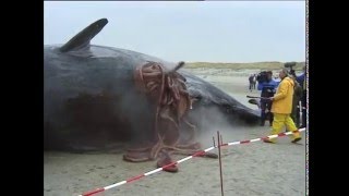 Exploding sperm whales [upl. by Baoj]