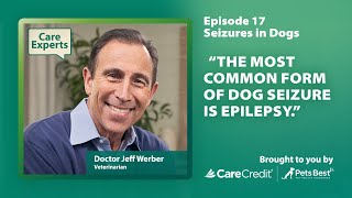 Dog Seizure Signs Treatments and Prevention Tips With Dr Werber  Care Experts By CareCredit [upl. by Adai]