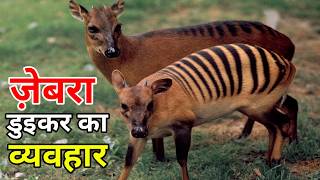 Zebra duiker behavior  zebra duiker wildlife documentary in hindi [upl. by Nivek]