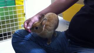 Cute Bunny Rabbit Eating Camellia from hand Netherland Dwarf [upl. by Lati]