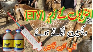 Enterotoxemia Etv vaccination in goat amp Sheep Prectically  Goat vaccination method [upl. by Norrat47]