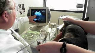 Oscars Heartworm Ultrasound [upl. by Hara]