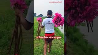 ৩ টাকা পিস শাপলা ফুল waterlily lily ytshorts fish agri fishing fishcutting camping [upl. by Donelson]