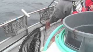 Albacore Tuna Fishing in Washington [upl. by Meier]