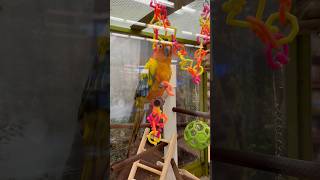 Sun Conure Aratinga solstitialis Petco yulee florida bird popular coloration disposition [upl. by Ajad]