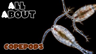 All About The Copepods [upl. by Guthrie]