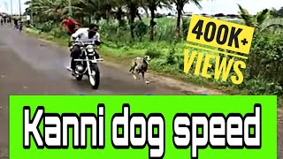 Record breaking Amazing dog race in India Kanni or Hounds Still you believe cheetah is the fastest [upl. by Heda293]