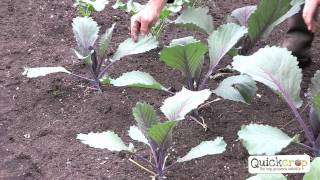 How to Grow Cabbage  A Step by Step Guide [upl. by Lorianne]