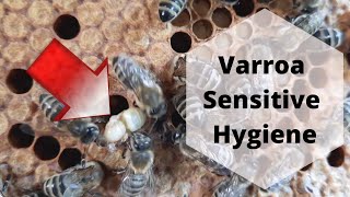 Varroa Sensitive Hygiene in Carniolan honeybee colonies vsh carnica [upl. by Lapham368]