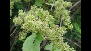 The Budding flowering and fruit set process of Grape Vines [upl. by Ailimat181]