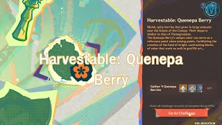 Traces of Artistry  Harvestable Quenepa Berry  Genshin Impact 50 Event [upl. by Llatsyrk]