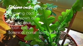 Survival plants Haworths Aeonium Fishbone cactus Elephant bush Tradescantia Nanouk [upl. by Otecina]