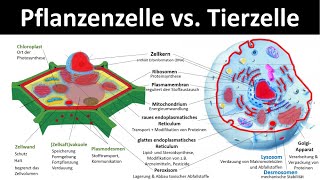 Tierzelle vs Pflanzenzelle Vergleich  Zellorganellen und ihre Funktionen 33  Biologie [upl. by Vachil]