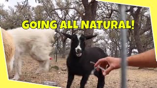 Natural GOAT Dewormer [upl. by Stallworth]