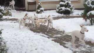 Podenco Ibicenco puppies [upl. by Caren]