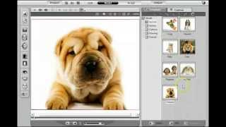 How To Make A Talking Dog Video Talking Dogs And Animals [upl. by Yttiy8]