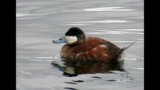 Wildlife at the Central Park Reservoir [upl. by Vala]