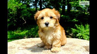 Morkie Facts  Puppies and Full Grown Dogs [upl. by Annawal]