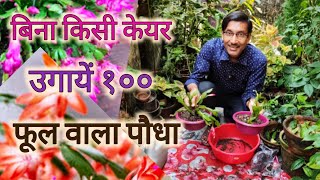 बिना किसी Care Indoor में उगायें सेकरों फूल देने वाले Christmas Cactus  Crab Cactus Growing tips [upl. by Bernarr]