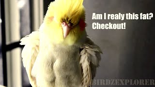 Cockatiel bird Sneezing  1080p Full HD cockatoo family [upl. by Etnaihc]