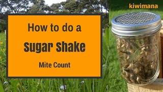 How to do a Sugar Shake Mite Count [upl. by Innek]