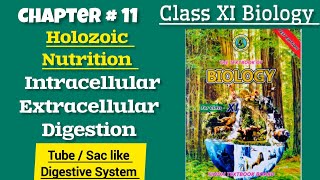 Intracellular and Extracellular Digestion Tube like and Sac like Digestive System Chap11Class XI [upl. by Atnas]