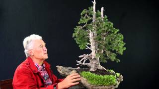 INTERNATIONAL BONSAI ACADEMY with Walter Pall 2013  Case Study 6 Picea abies yamadori [upl. by Ilocin381]