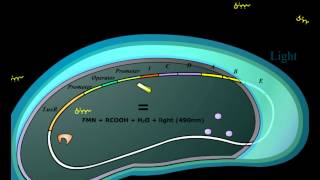 Modelo de los operones Lux  bioluminiscencia en Vibrio fischeri [upl. by Ttergram]