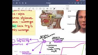 VII nfacialis 7 бет нерв2 курс анатомия лицевой нерв [upl. by Nanoc864]