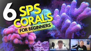 6 SPS Coral For Your Reef Tank That Are Great For Beginners [upl. by Nitsuj]