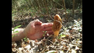 When should I pick Morel Mushrooms  Morel Truths Episode 5 [upl. by Woodhouse]