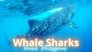 Swimming with Whale Sharks in Donsol Philippines Natural and Responsible Interaction [upl. by Ahsiret]