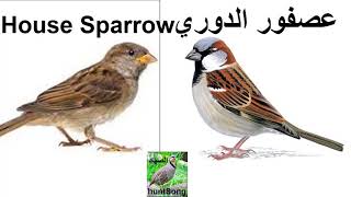 صوت الدوري جديد صافي call house sparow [upl. by Nnylyaj]