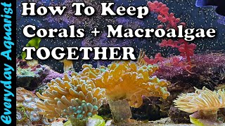 How To Keep Macroalgae With Corals In A Reef Display Tank [upl. by Lib]