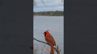 Burung Cardinalsi jambul merah birds cardinal redcardinal [upl. by Aicelet550]