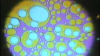 The Joshua Light Show  Liquid Loops 1969 [upl. by Ellehsim]